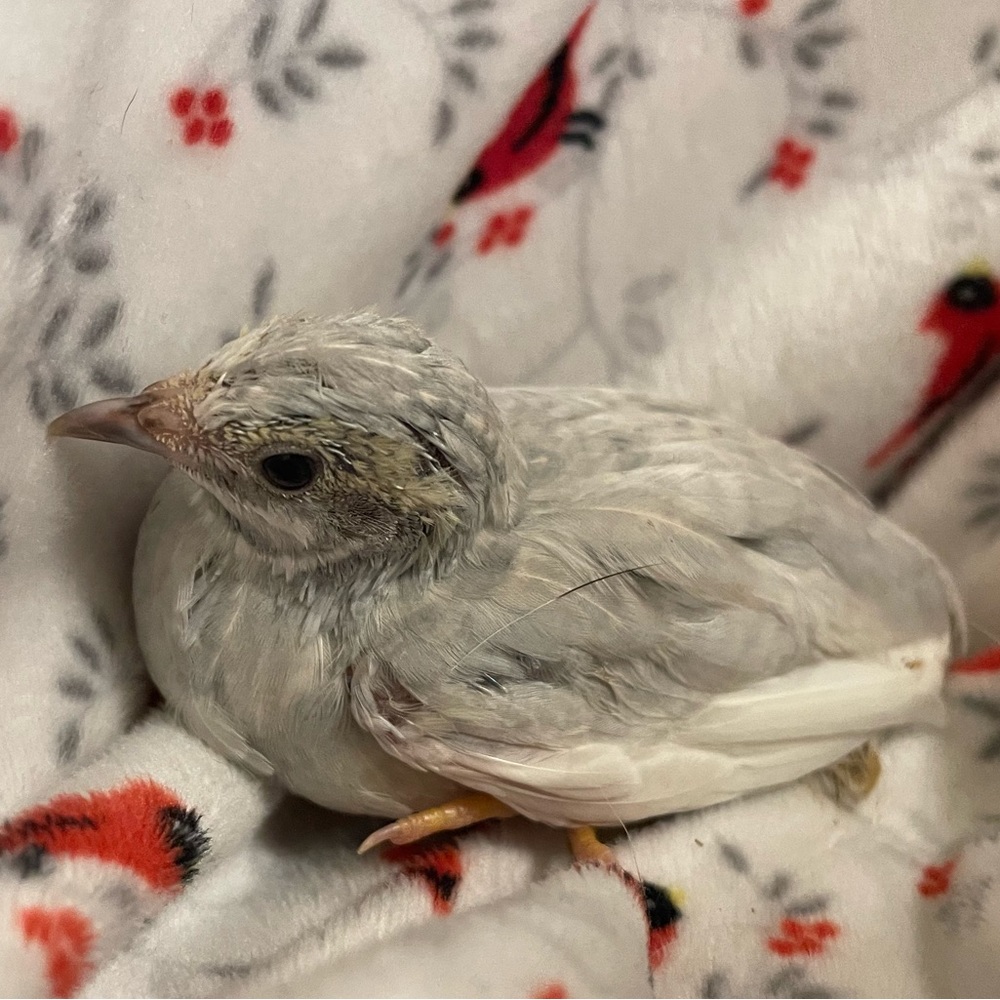 Meet your Posher, Rebekah